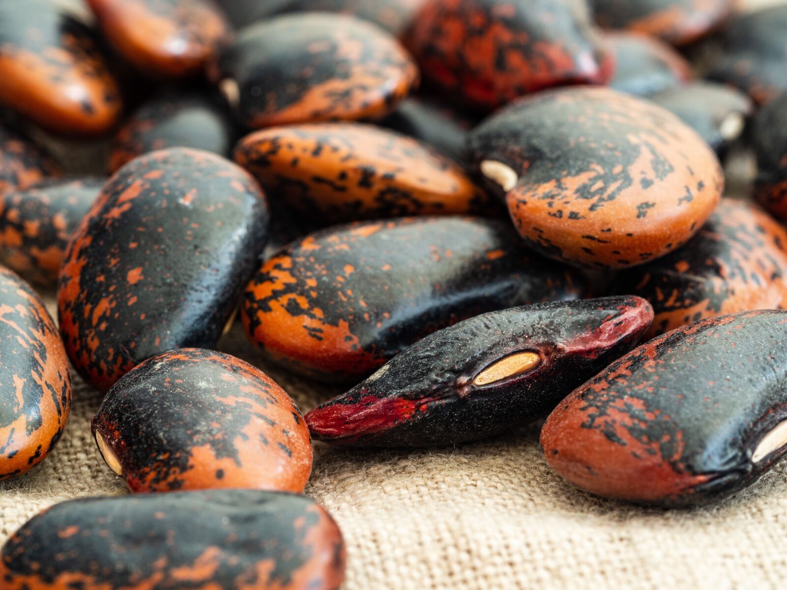 Olympus OM-D E-M10 III sample photo. Beans, food, black photography