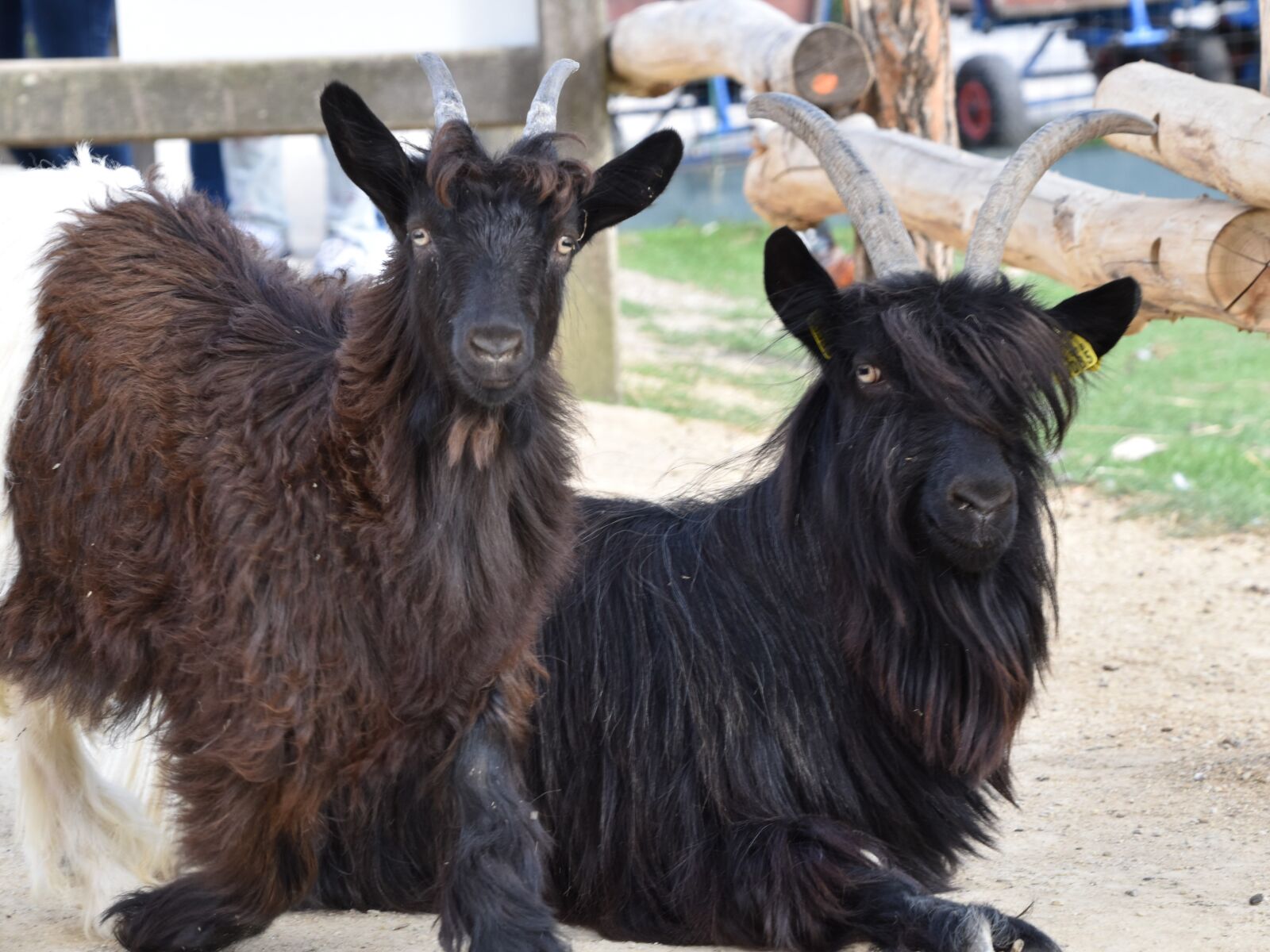 Nikon D5600 sample photo. Goat, horns, cornu photography