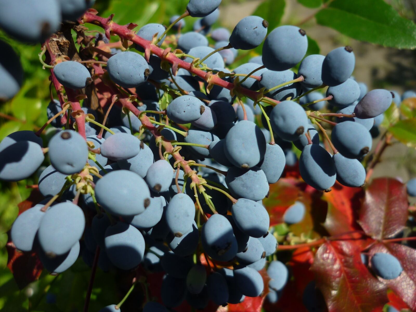 Panasonic Lumix DMC-FS6 sample photo. Holly, ilex, nature photography