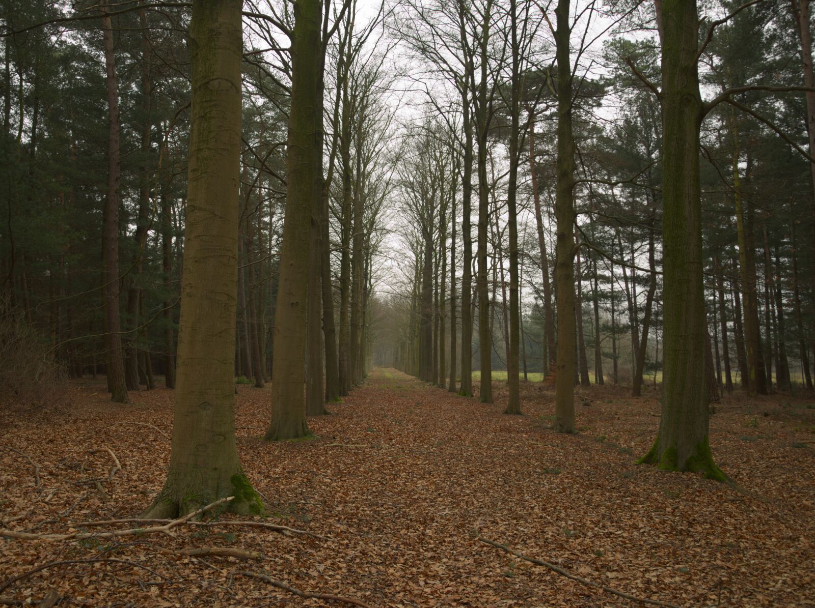 Nikon D5100 sample photo. Brasschaat, park, trees photography