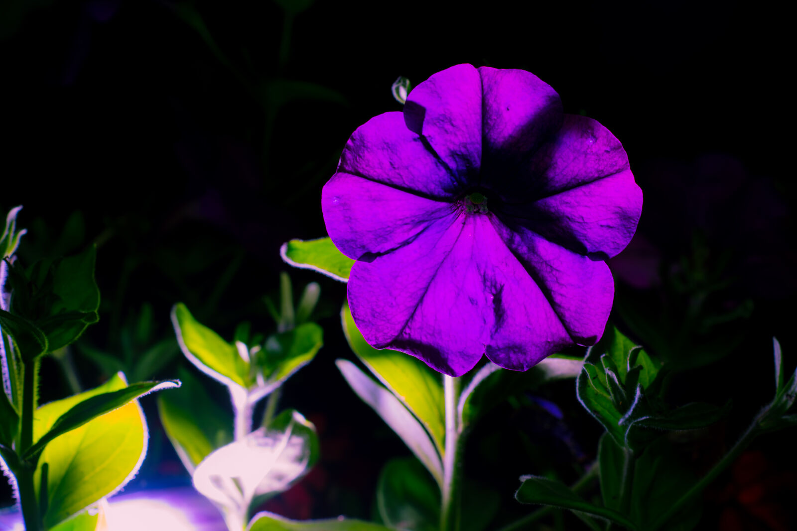 Nikon D7100 + Nikon AF Nikkor 50mm F1.8D sample photo. Flower, green, nature, nature photography