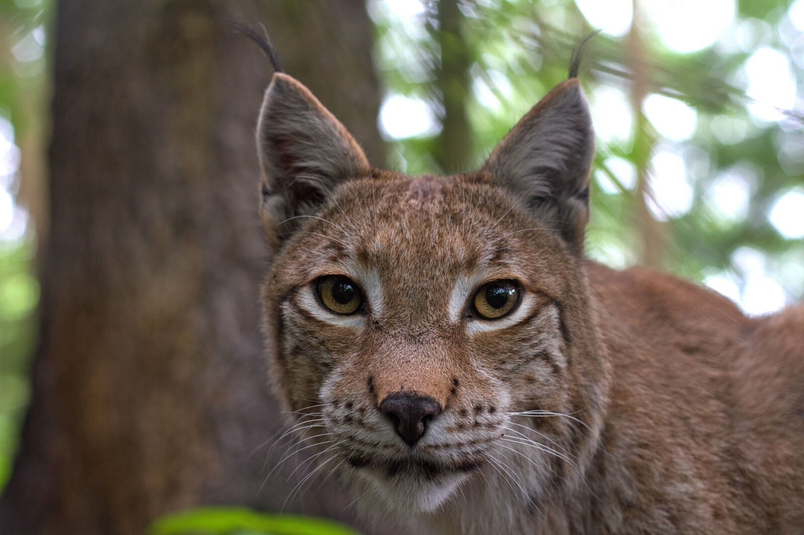 Canon EOS 7D sample photo. Lynx, cat, felidae photography