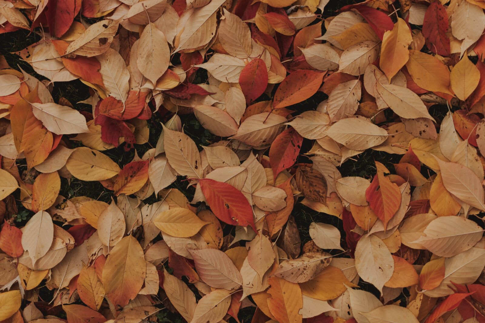 Nikon D5200 sample photo. Autumn, leaves, mood photography