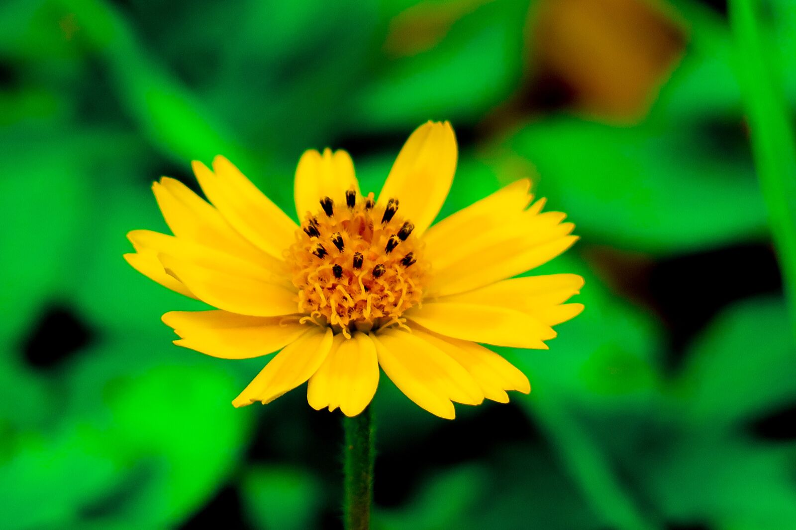 Canon PowerShot G3 X sample photo. Wedelia, nature, flower photography
