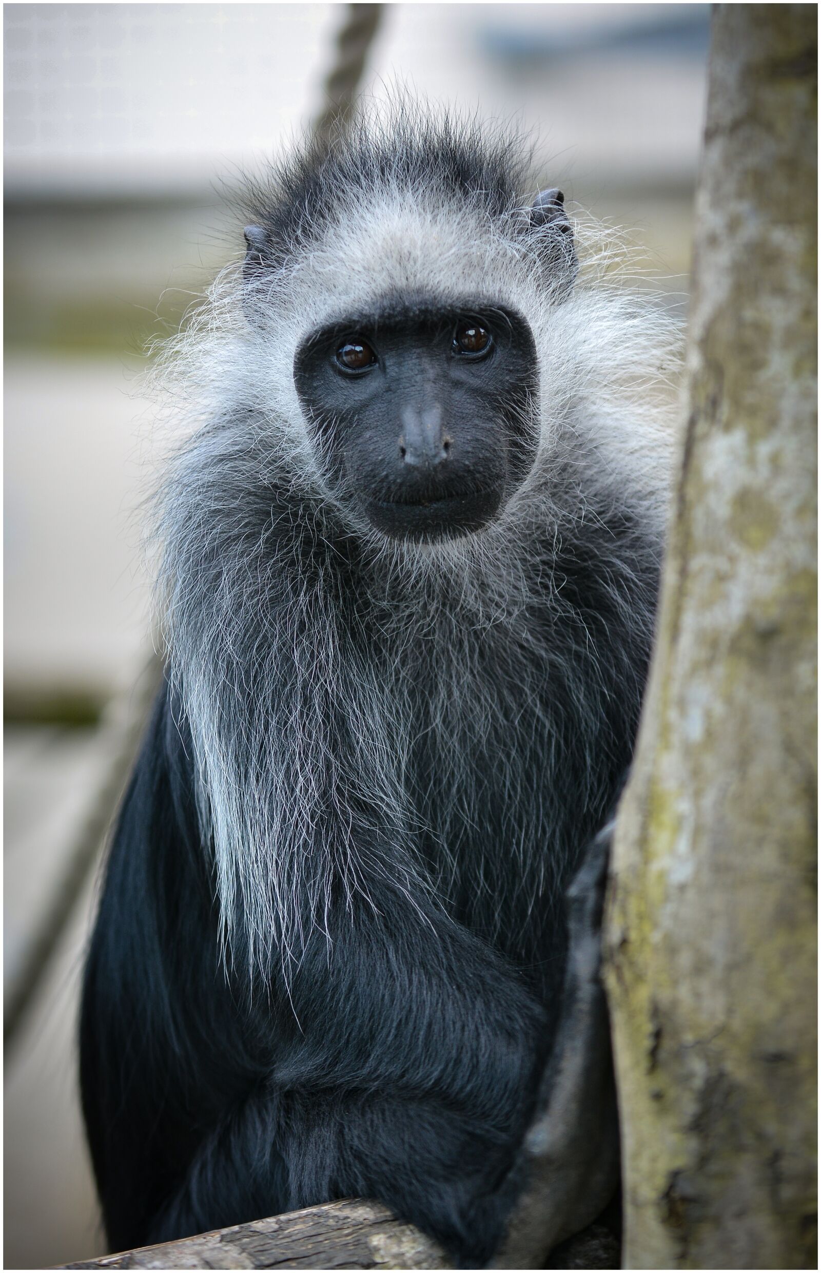 Nikon D7100 sample photo. Monkey, zoo, animal photography