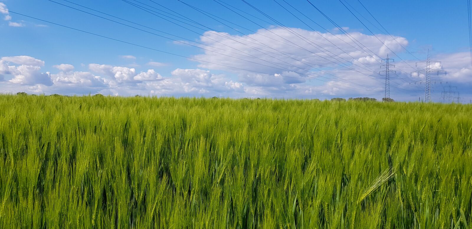 Samsung Galaxy S8+ Rear Camera sample photo. Wheat field, plant, spring photography