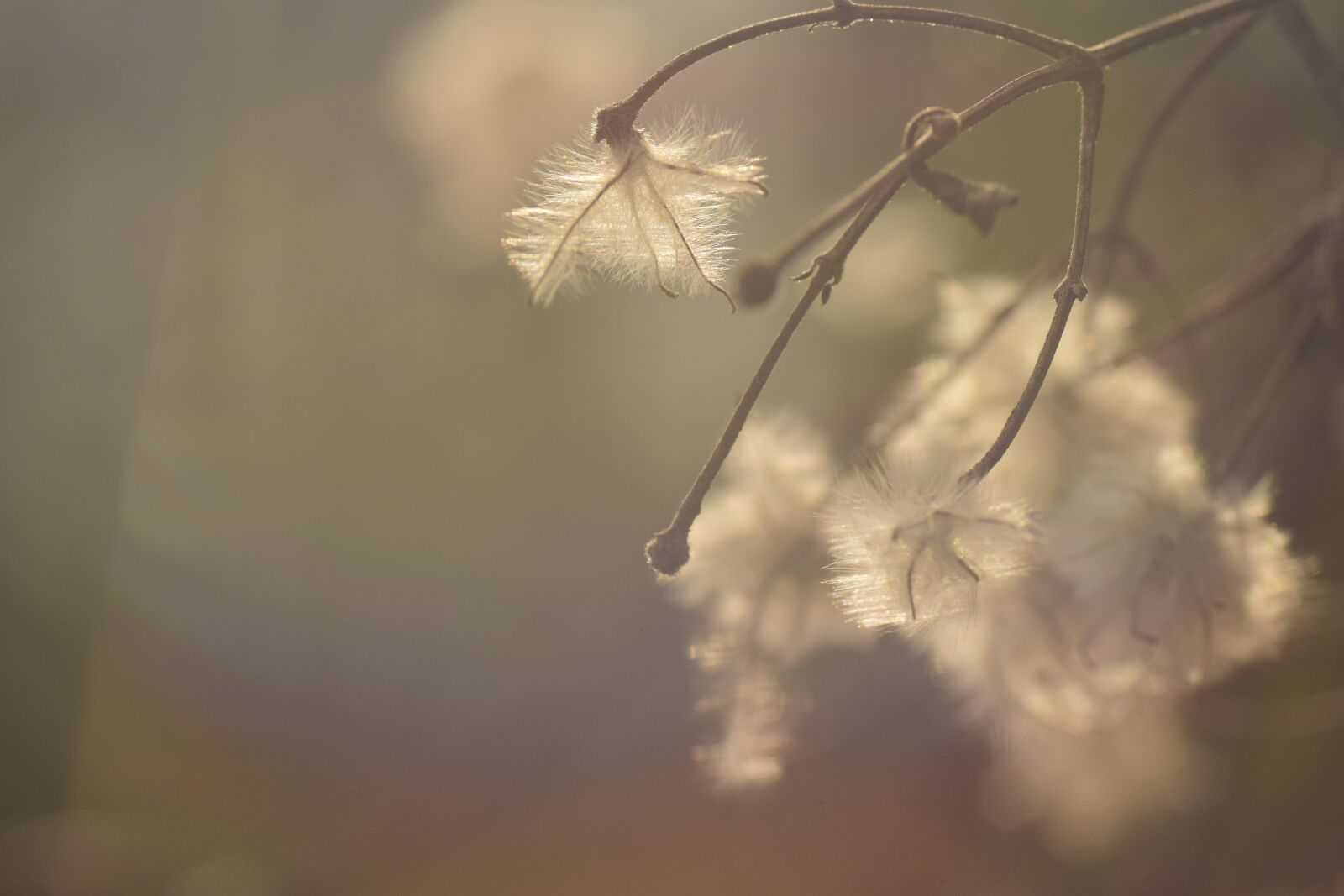 Nikon D3300 sample photo. Backlighting, seeds, tender photography