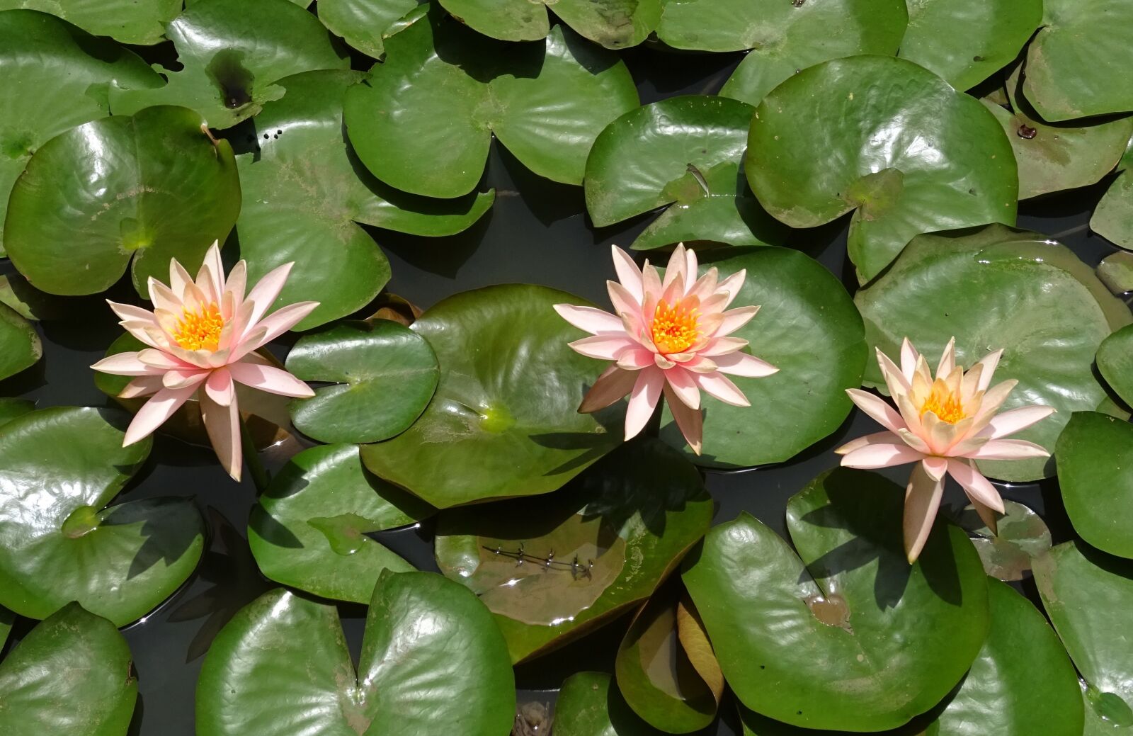 Sony DSC-HX60V sample photo. Flower, water lily, nymphaea photography