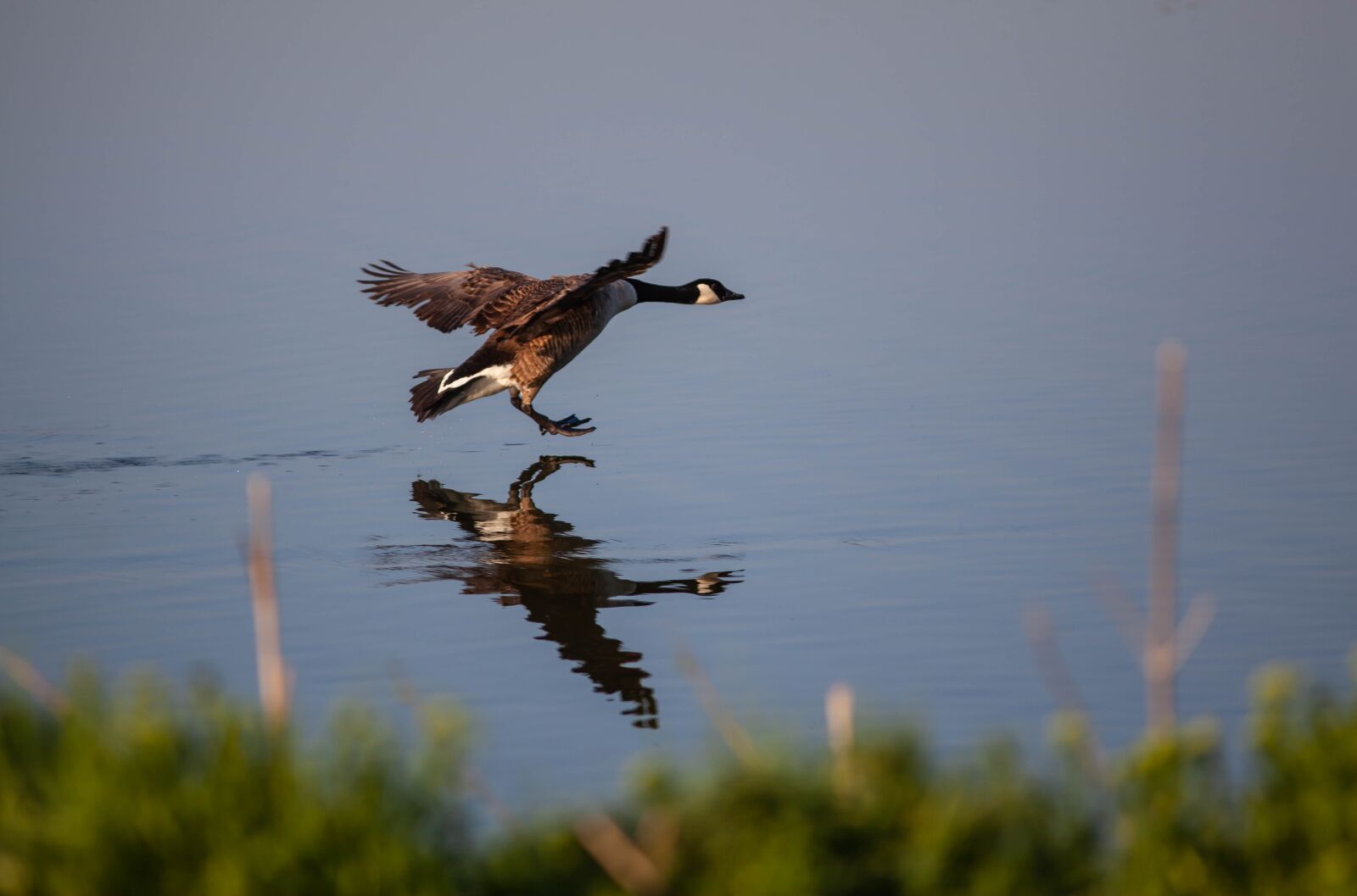 Canon EF 300mm F4L IS USM sample photo. Canada goose landing on photography