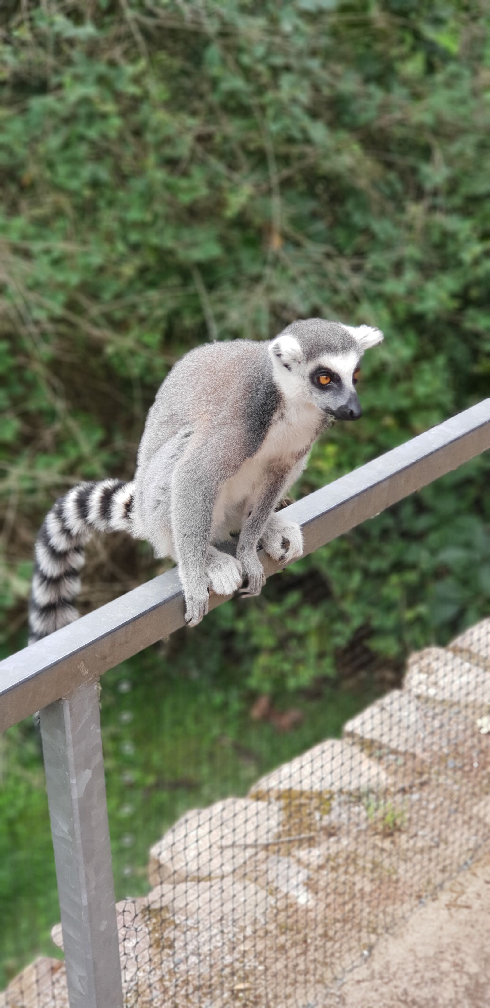 Samsung Galaxy S9+ sample photo. Lemur, zoo, animal photography