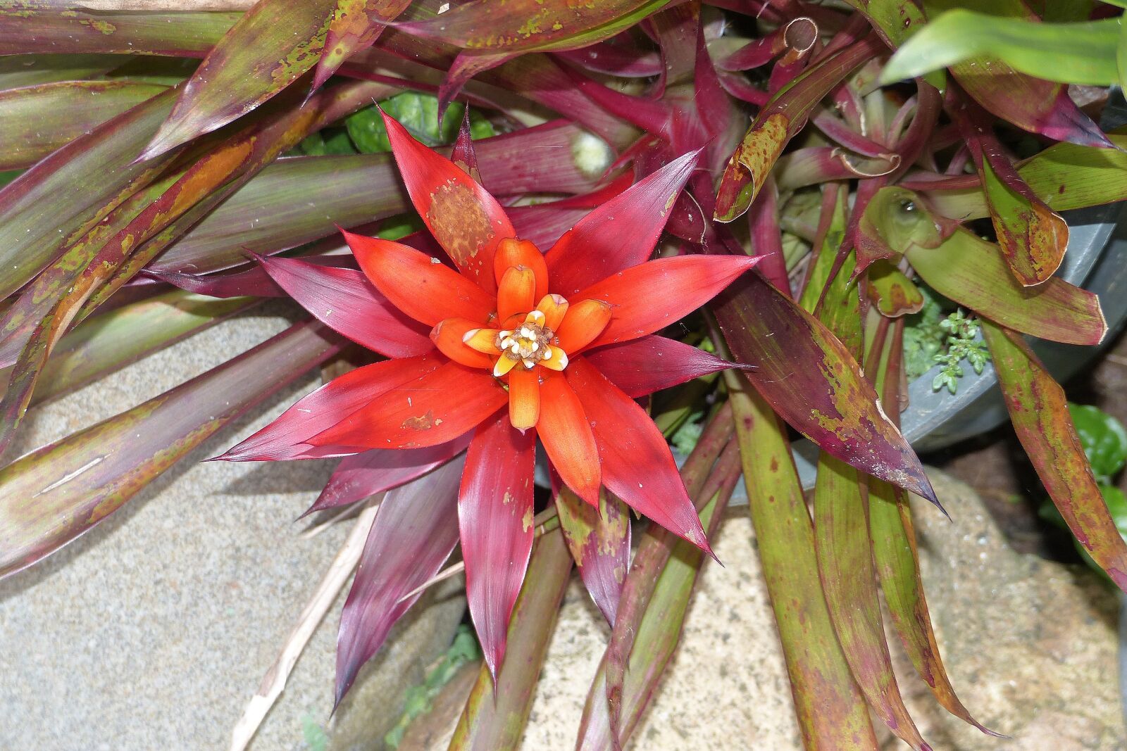 Panasonic Lumix DMC-FZ200 sample photo. Flower, south sea, blossom photography