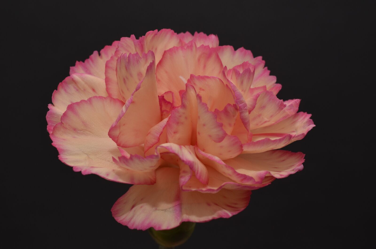 Nikon D7000 sample photo. Flower, nature, petal photography
