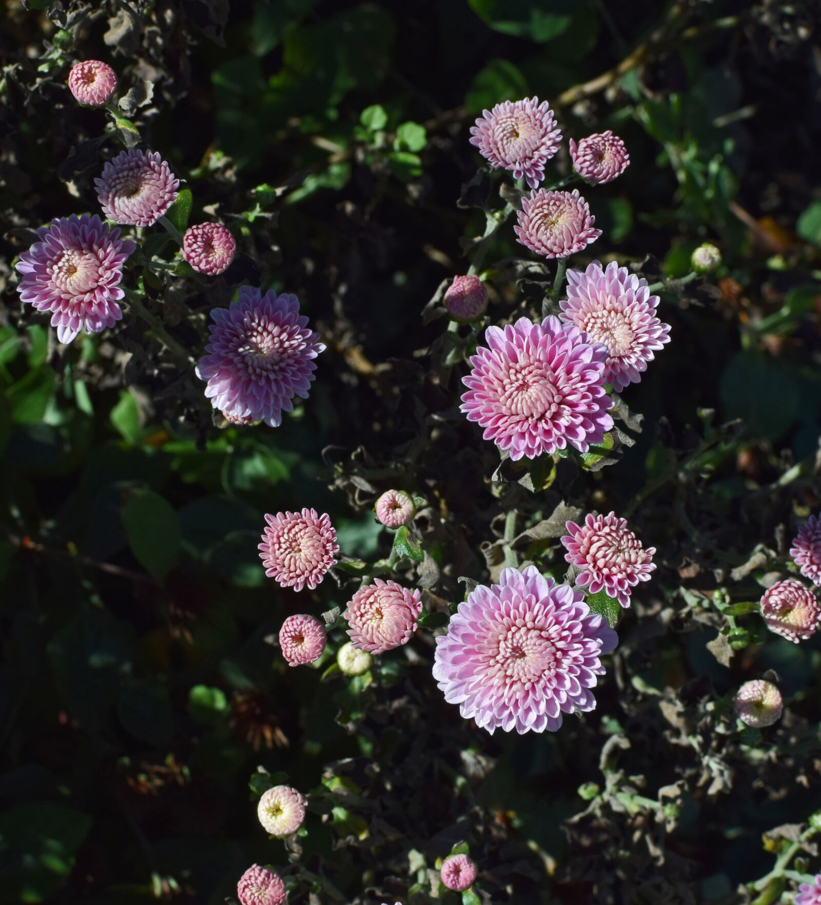 Nikon D3300 sample photo. Fall pink-purple mums, chrysanthemum photography