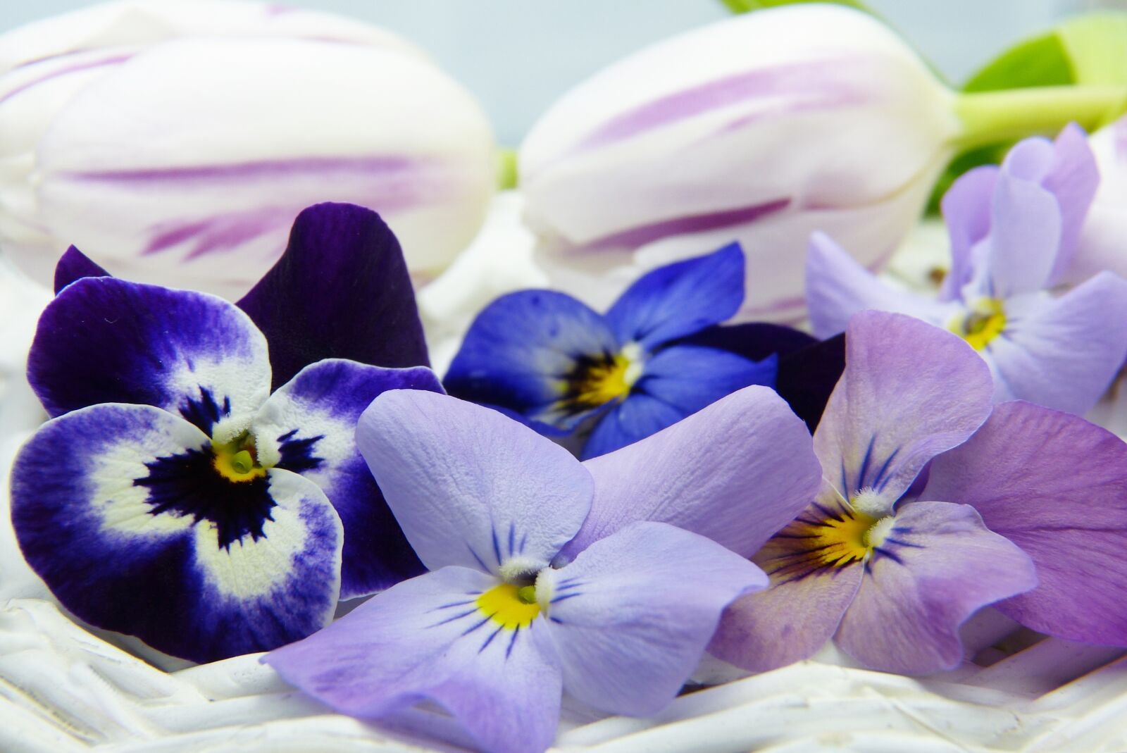 Panasonic Lumix DMC-FZ150 sample photo. 400–500, violet, tulip photography
