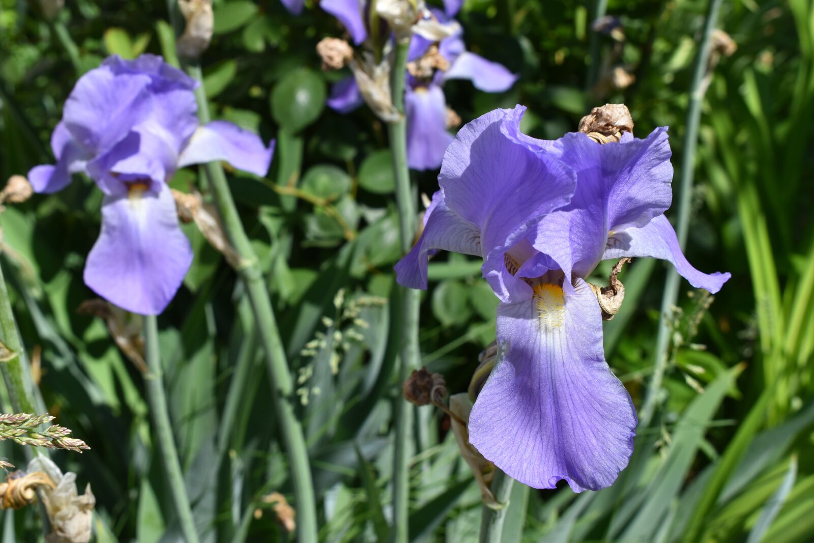 Nikon D5600 sample photo. Iris, garden, flowers photography