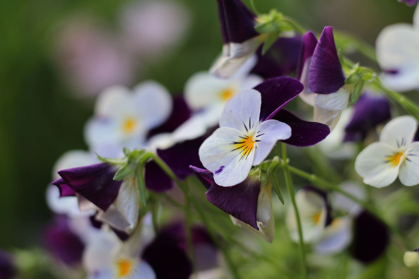 Canon EOS 700D (EOS Rebel T5i / EOS Kiss X7i) sample photo. Pansy, flowers, garden photography