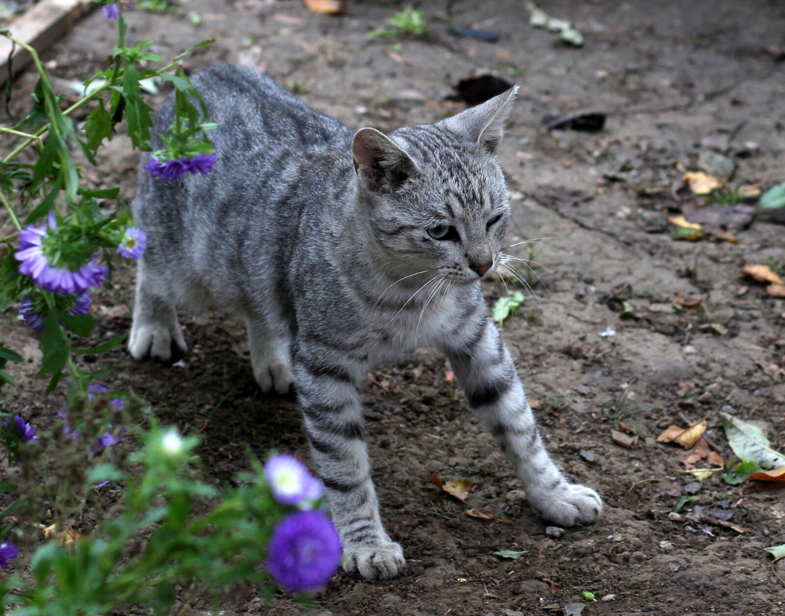 Canon EOS 700D (EOS Rebel T5i / EOS Kiss X7i) + Canon EF 85mm F1.8 USM sample photo. Cat, supplies, flowers photography