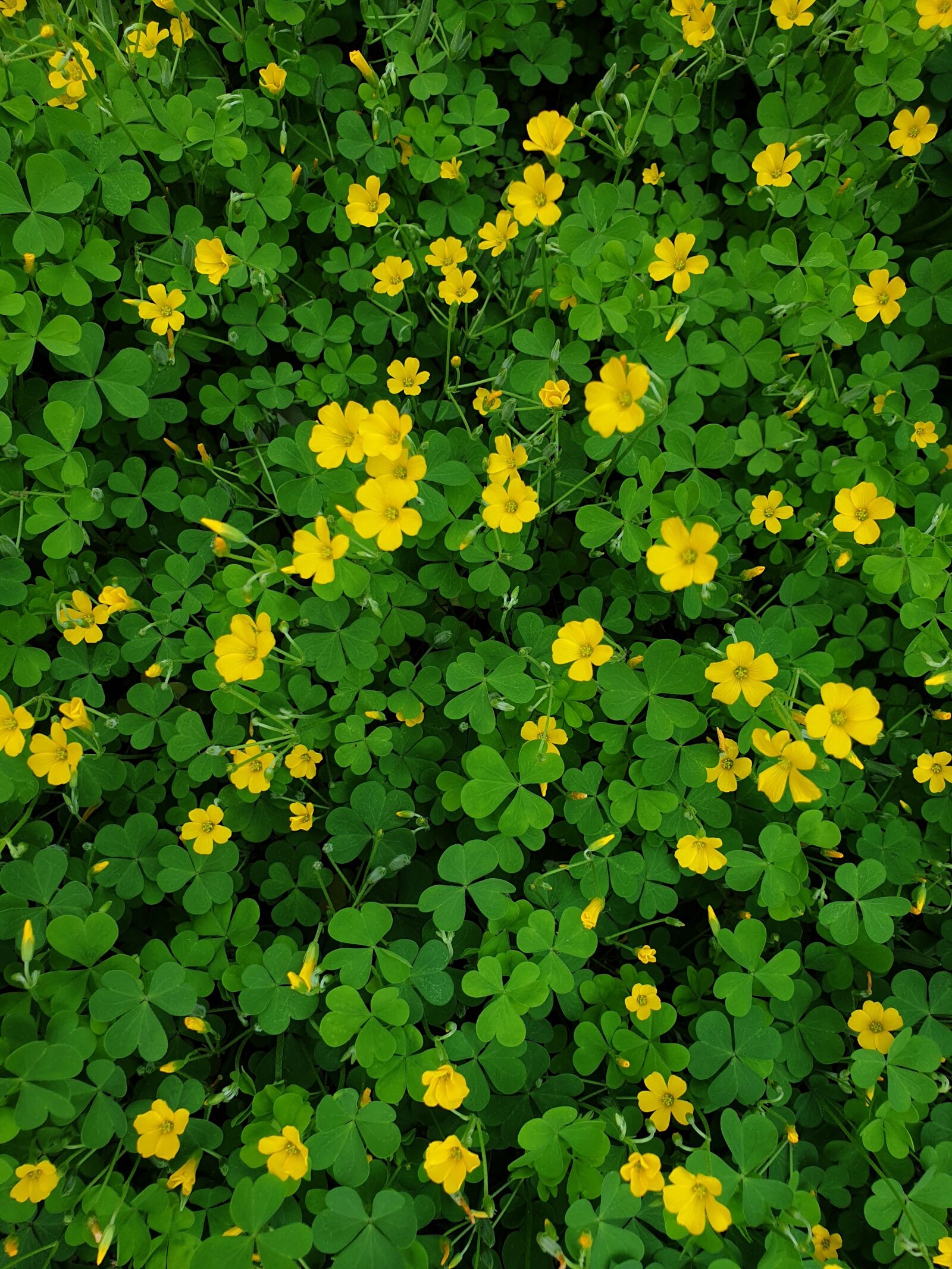 Samsung Galaxy Note9 sample photo. Clover, flowers, good luck photography