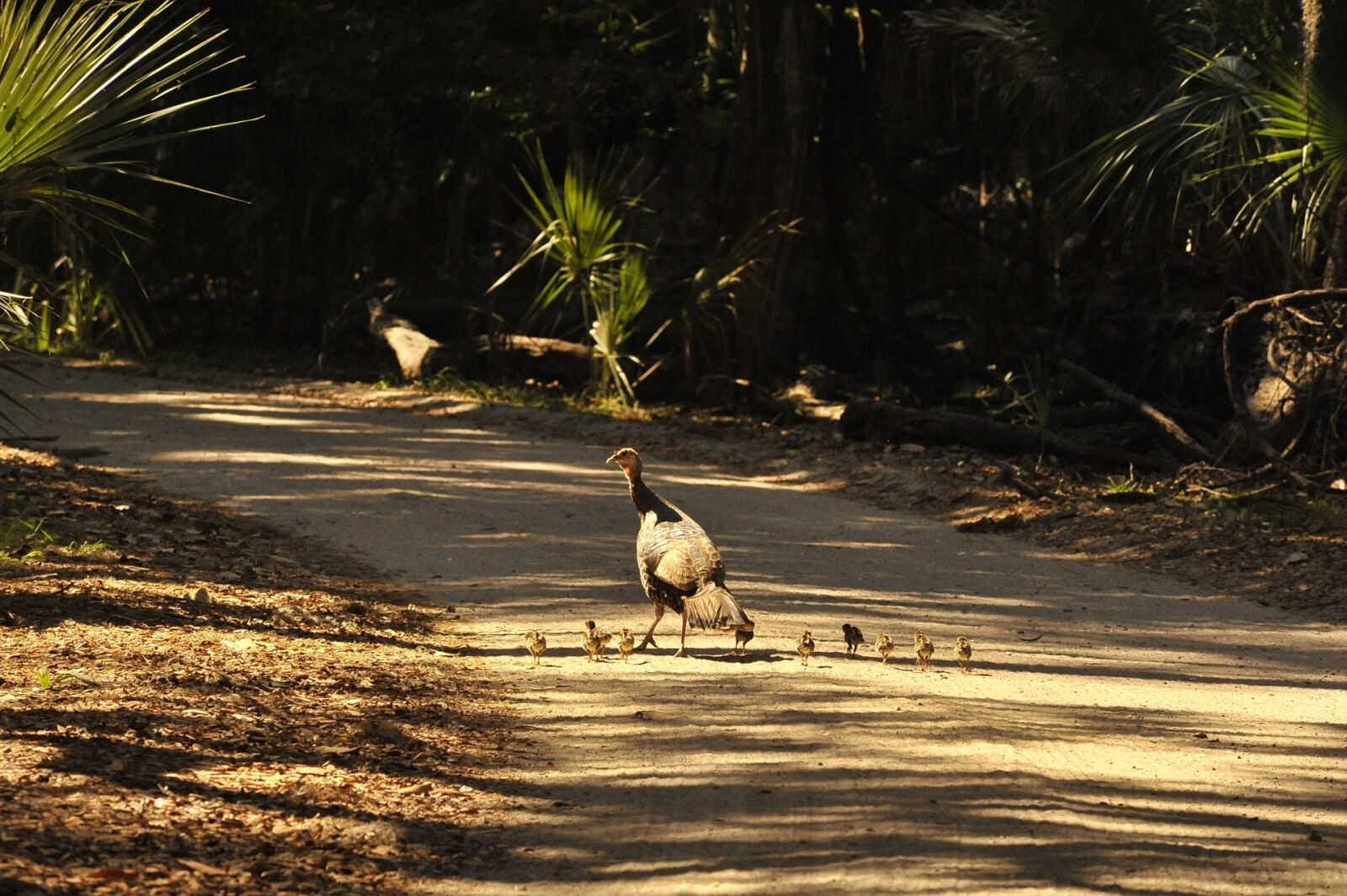 Nikon D700 sample photo. Wild turkeys, hen, chicks photography