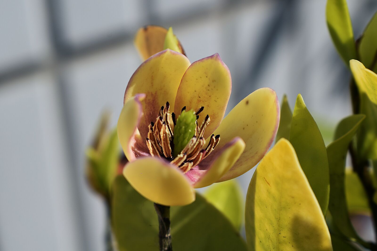 Nikon D3300 sample photo. Flower, petal, magnolia flower photography