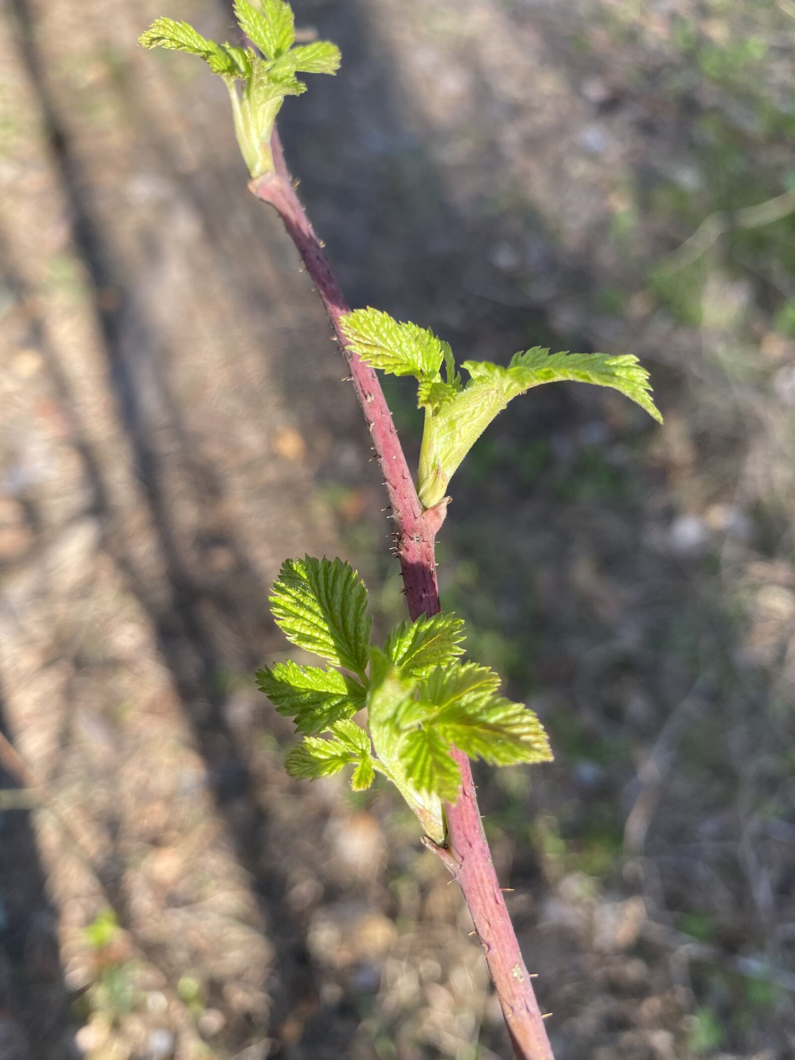 Apple iPhone 11 sample photo. Spring, raspberry, nature photography