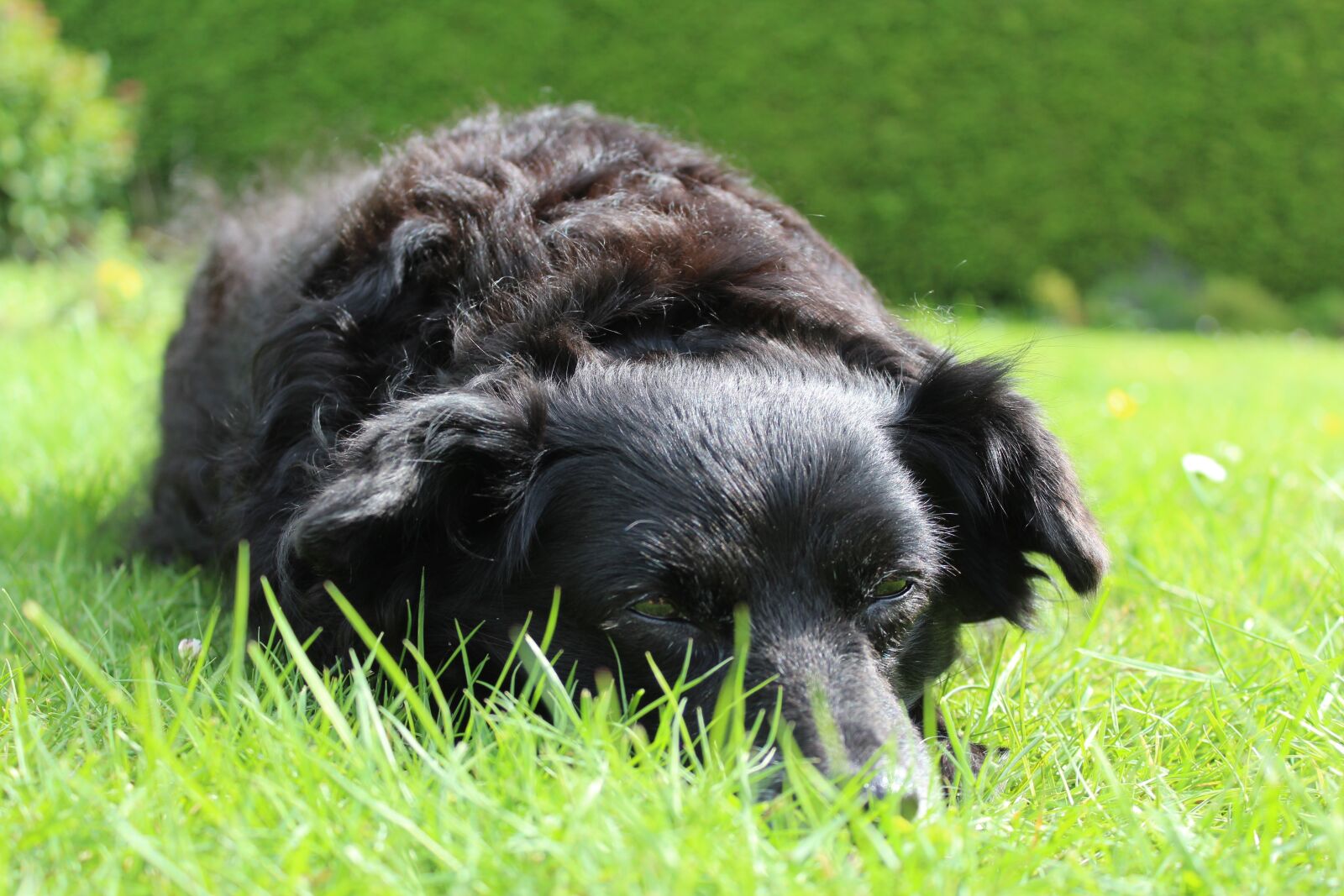 Canon EOS 1200D (EOS Rebel T5 / EOS Kiss X70 / EOS Hi) sample photo. Dog, black, animal photography