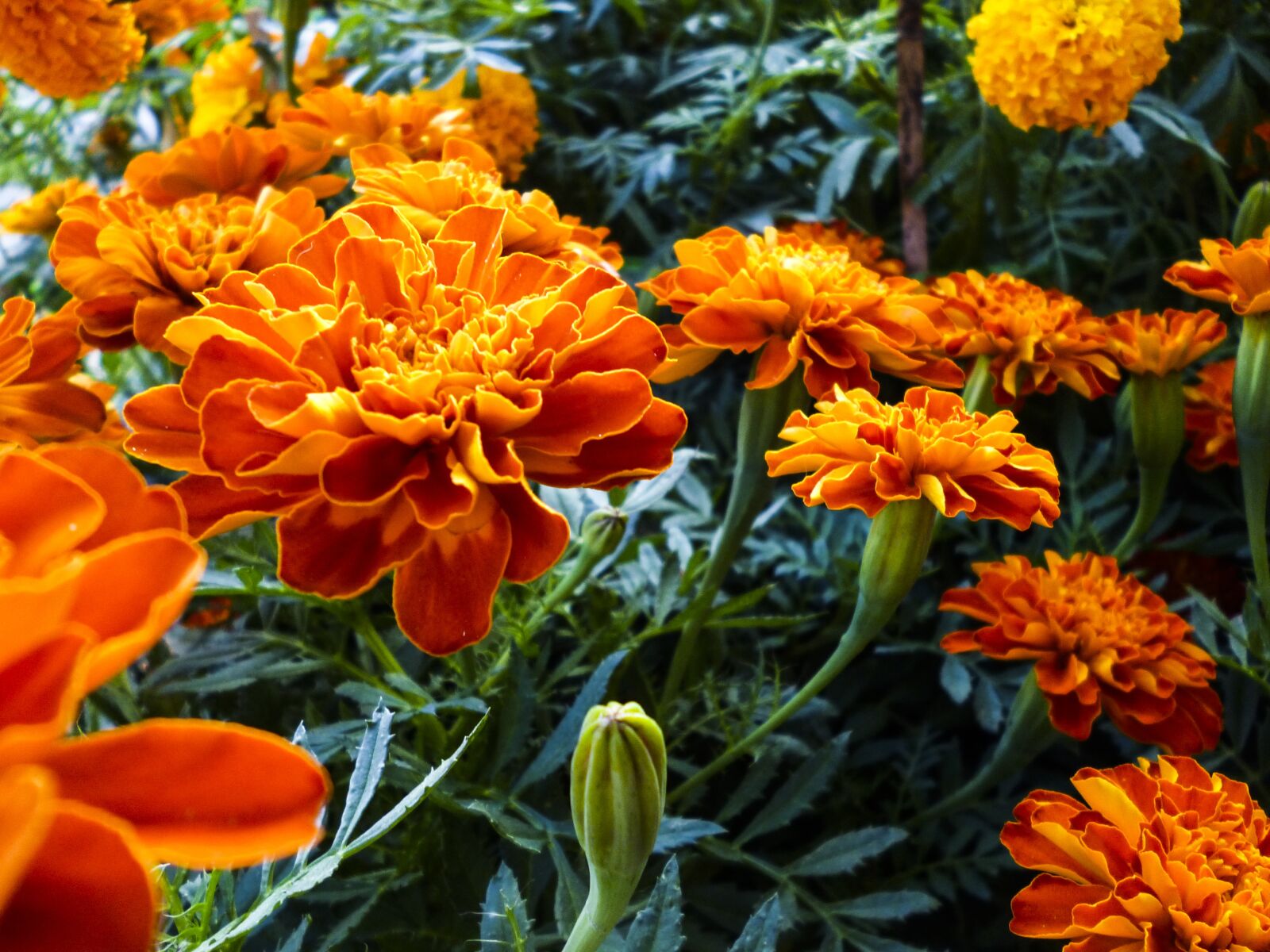 Panasonic DMC-S3 sample photo. Flower, orange daidy, garden photography