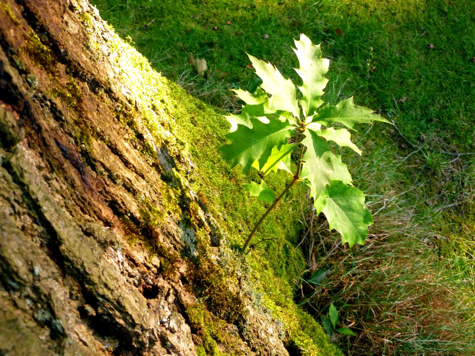 Panasonic DMC-FS37 sample photo. Tree, oak, park photography