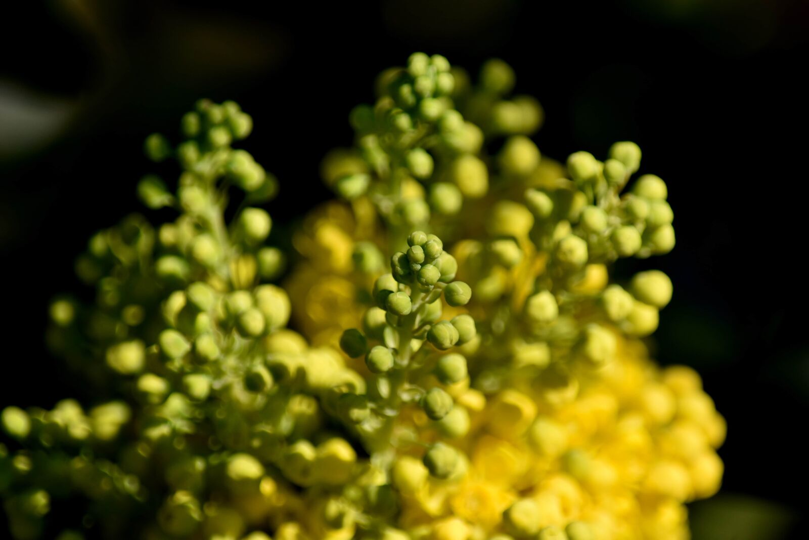 Nikon D5500 sample photo. Blurry, cluster, flower, flower photography