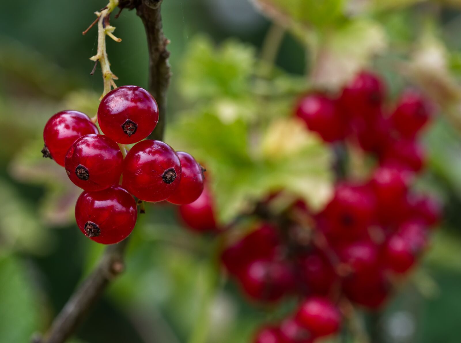 Nikon D5500 sample photo. Currants, fruit, berries photography