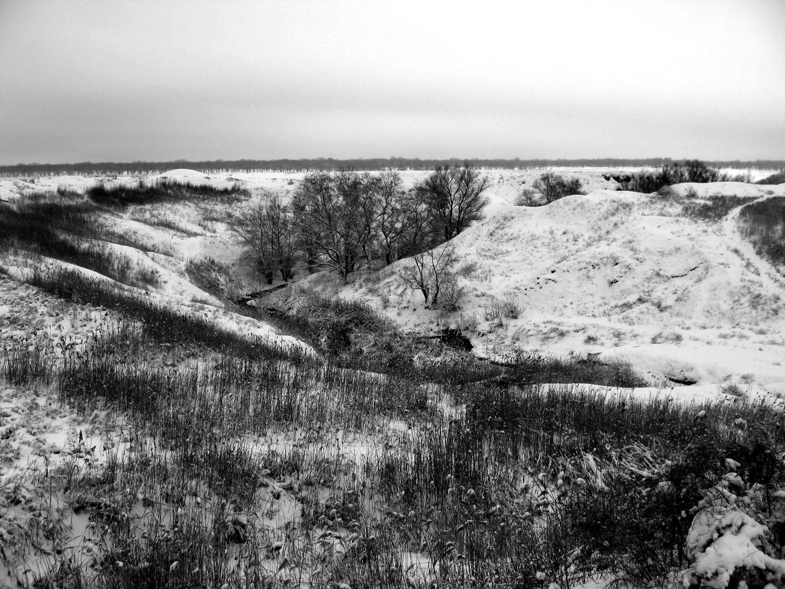 Canon POWERSHOT A550 sample photo. Winter day, nature, winter photography