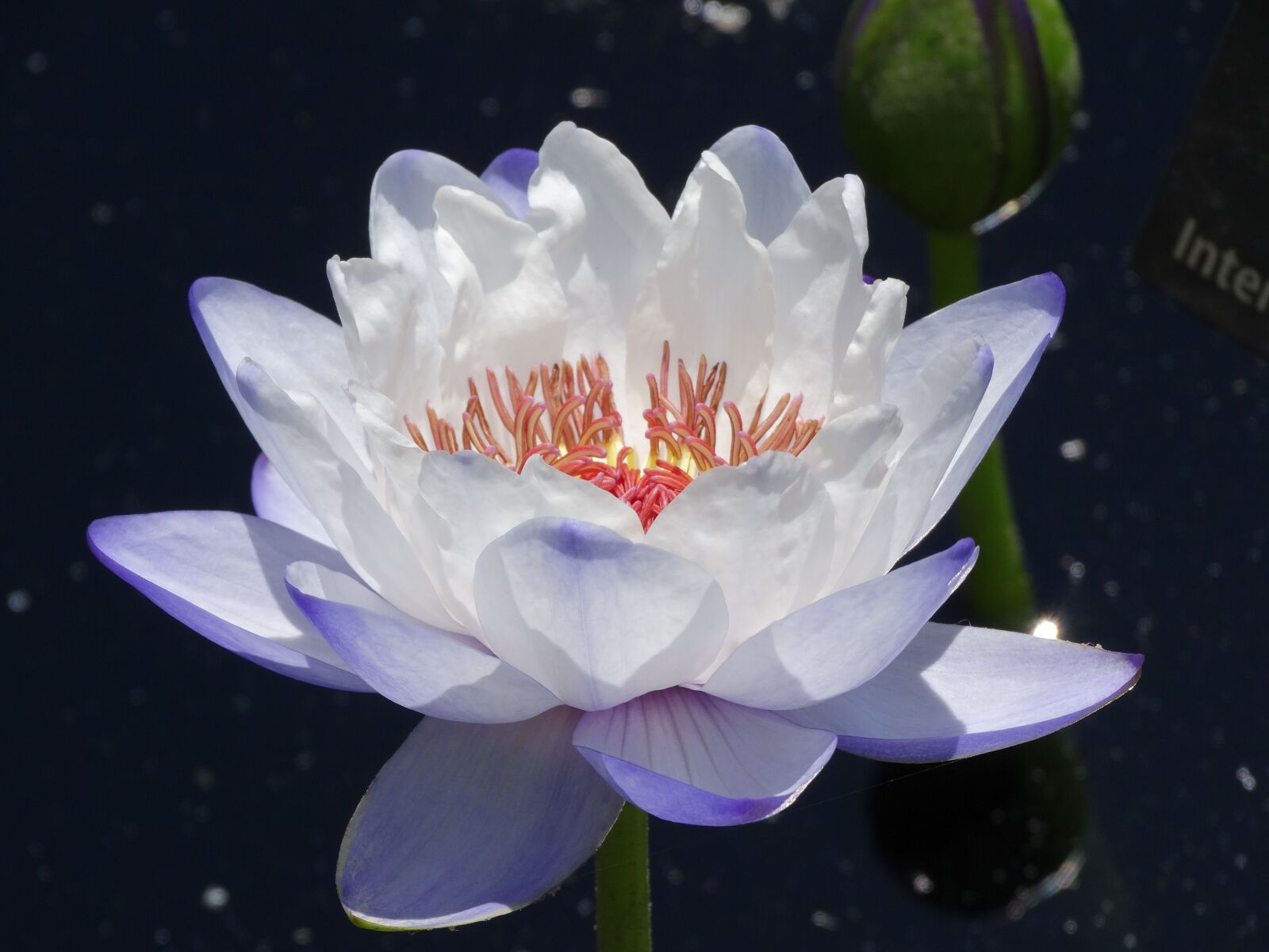 Sony Cyber-shot DSC-HX300 sample photo. Waterlily, plant, flower photography