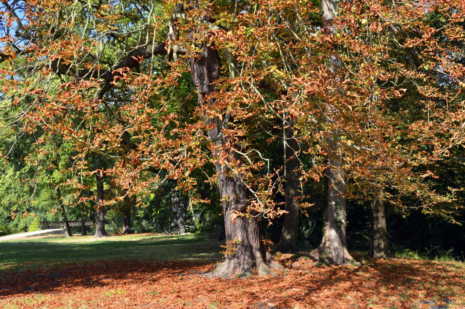 Nikon D3200 sample photo. Trees, chestnut, deciduous tree photography