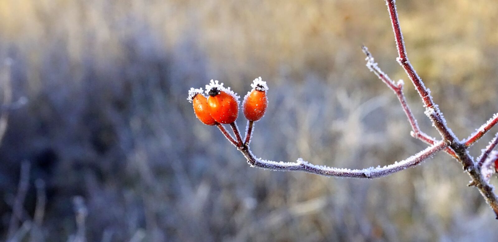Sony E 16-50mm F3.5-5.6 PZ OSS sample photo. Berries, red, forest photography