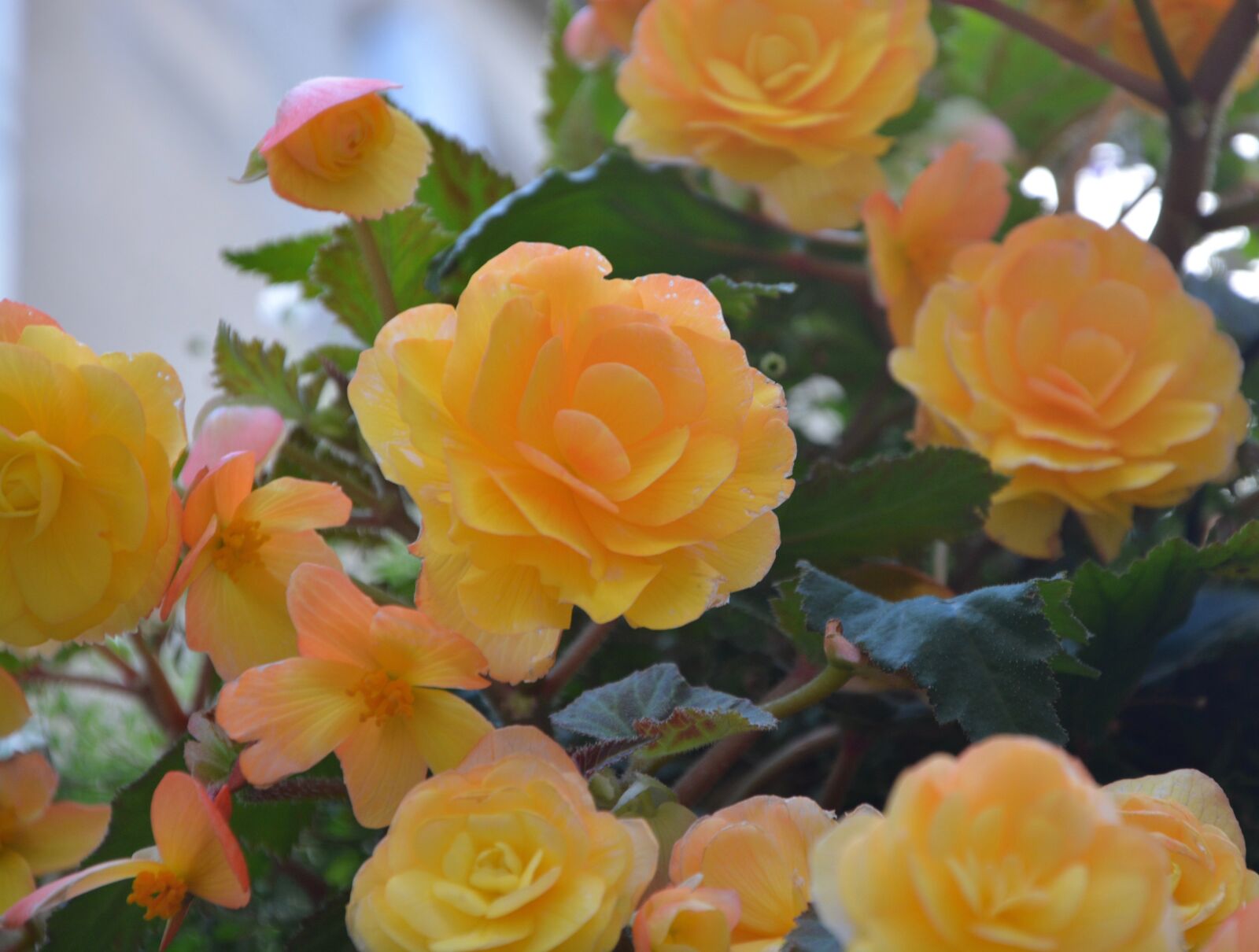 Nikon D5200 sample photo. Flowers, yellow flower, bouquet photography