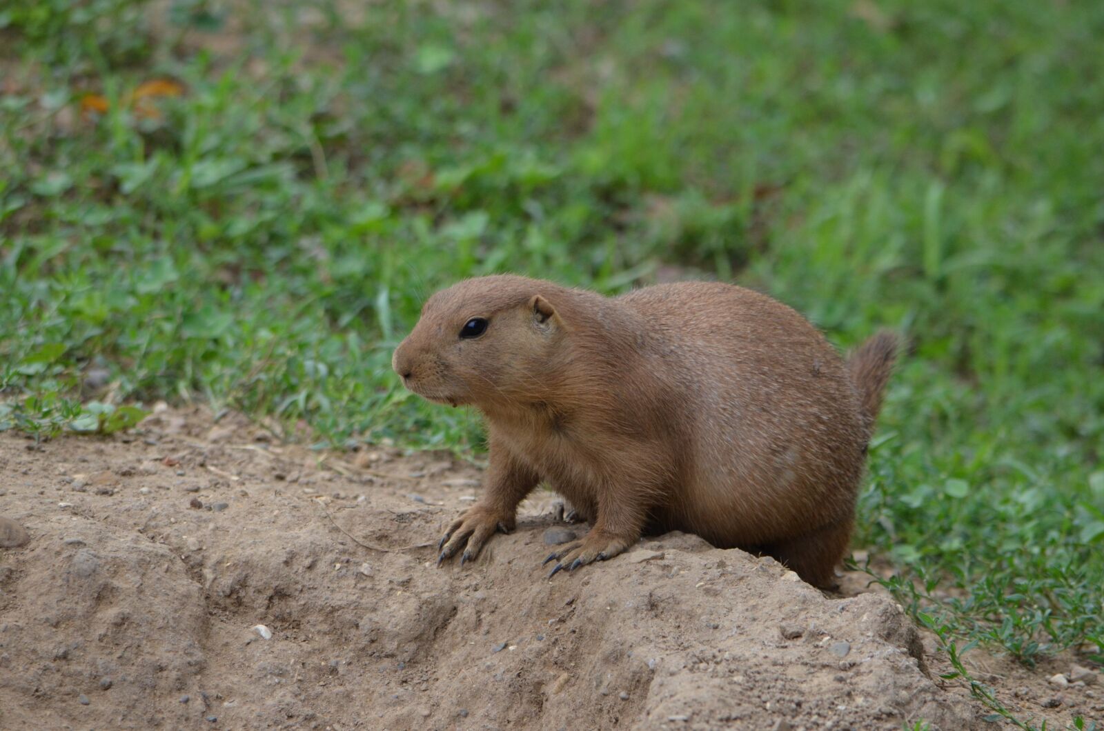 Nikon D7000 sample photo. Prairie dog, animal, woods photography