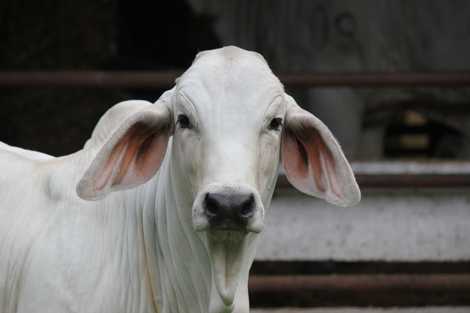 Canon EOS 550D (EOS Rebel T2i / EOS Kiss X4) sample photo. Livestock, animals, animal photography