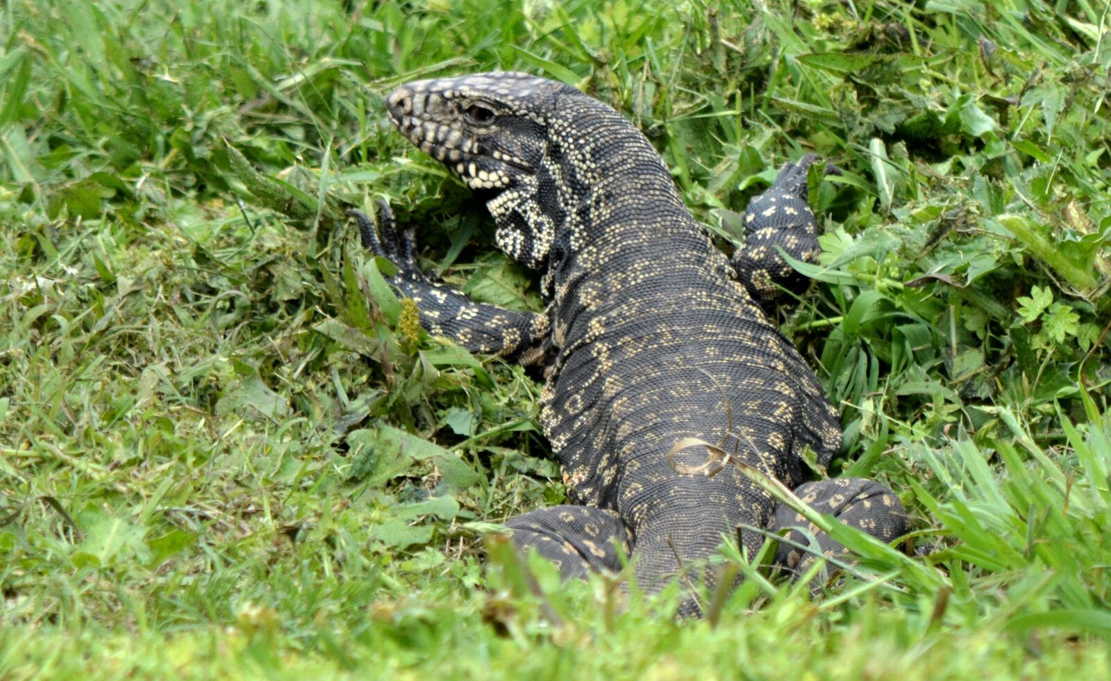 Nikon D5200 sample photo. Lizard, animal, nature photography