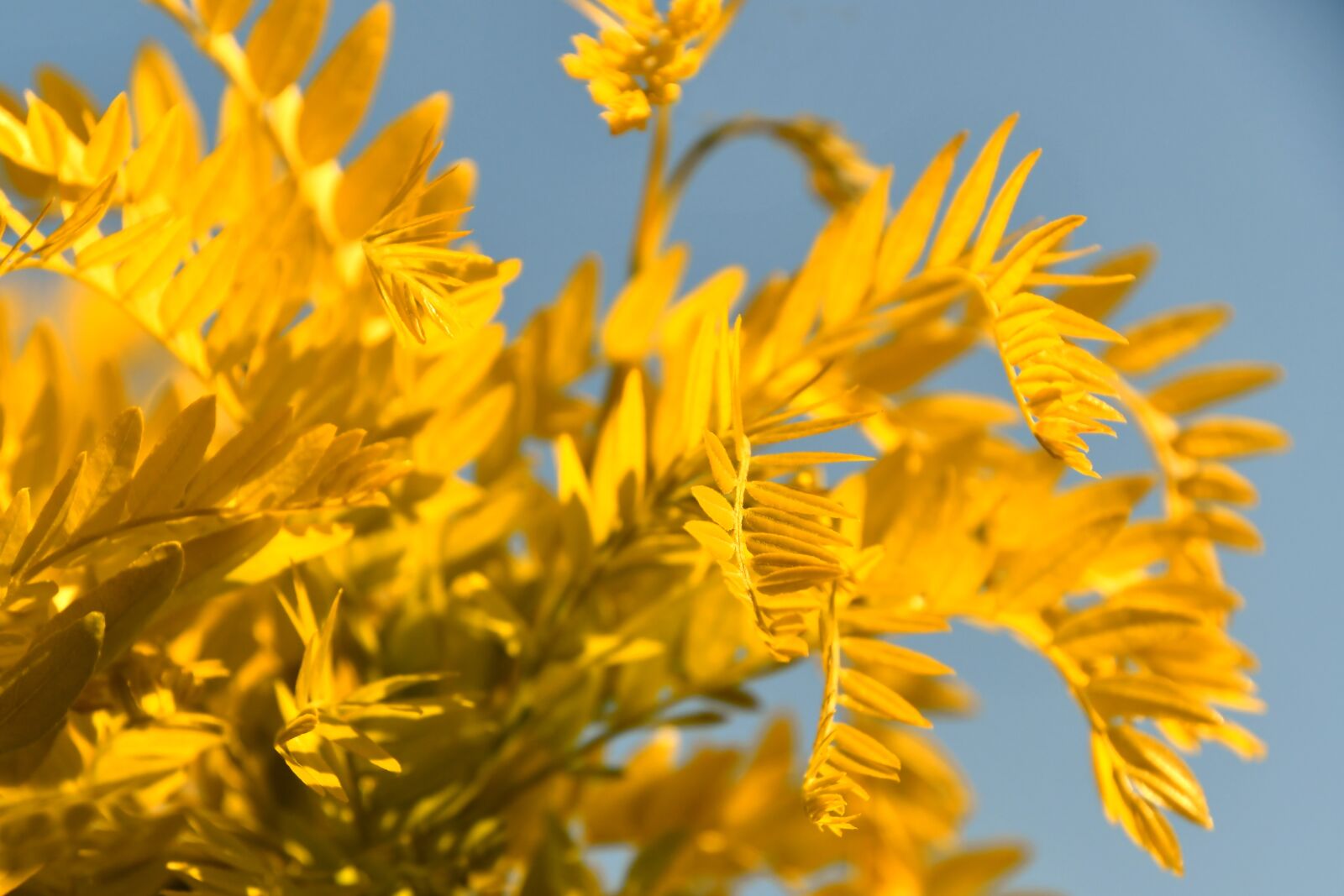 Nikon D7500 sample photo. Aranyakác, acacia, yellow photography