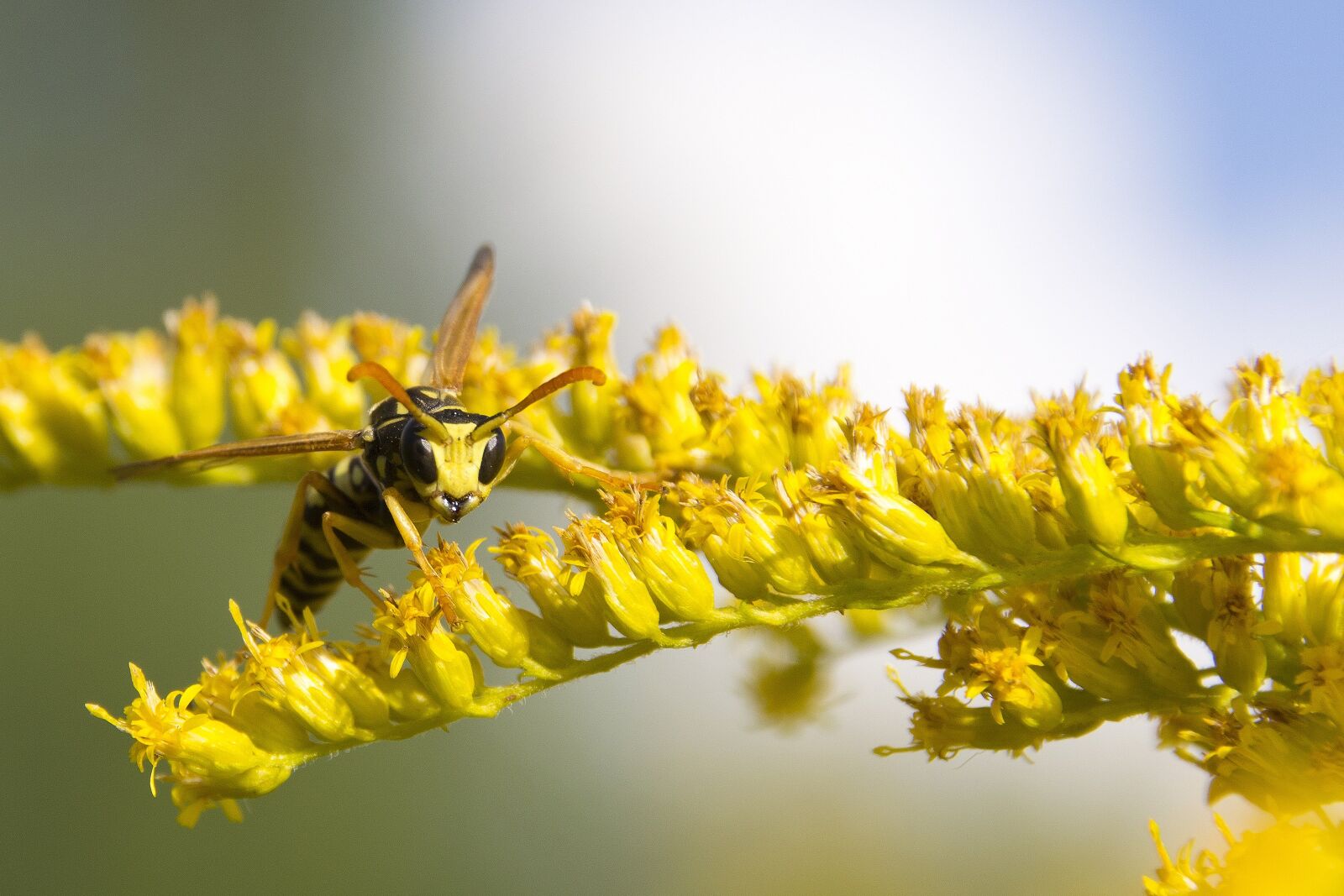 Nikon D3100 sample photo. Wasp, summer, yellow photography