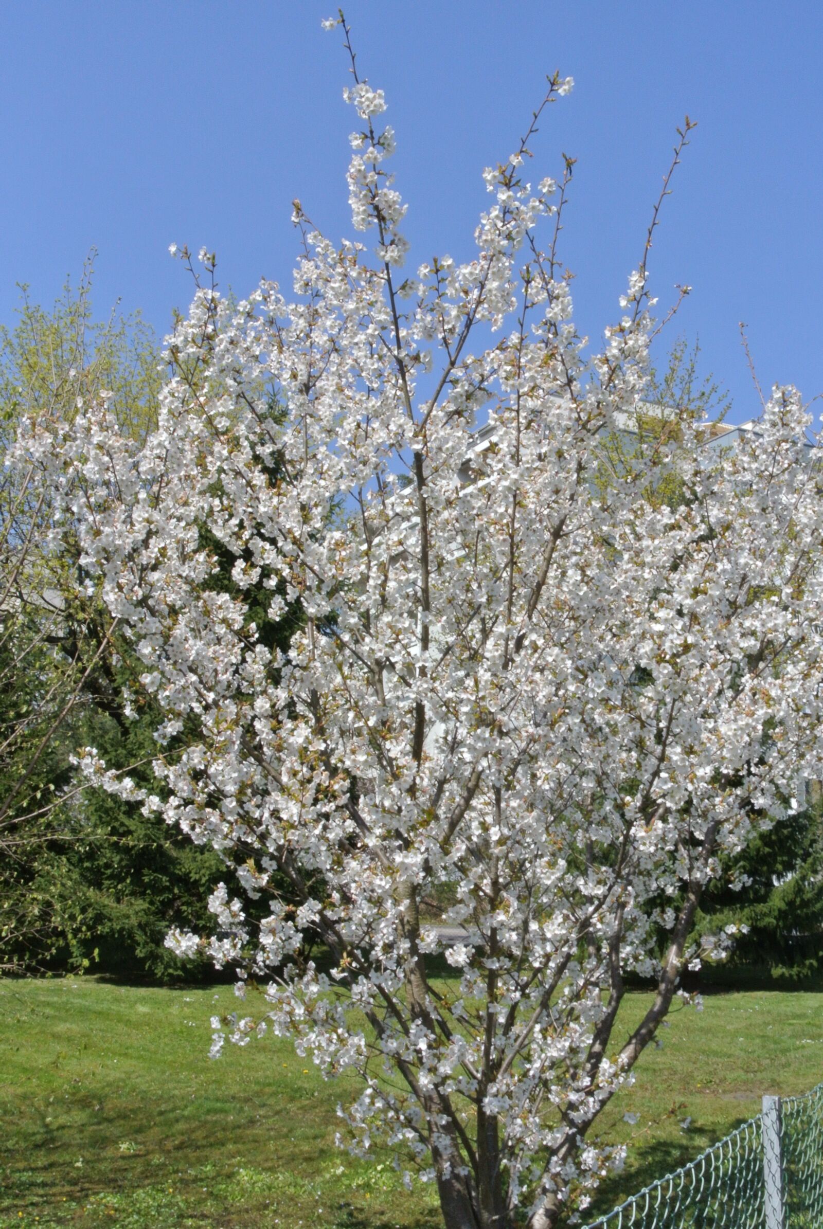 Nikon 1 J2 sample photo. Tree, spring, flowers photography