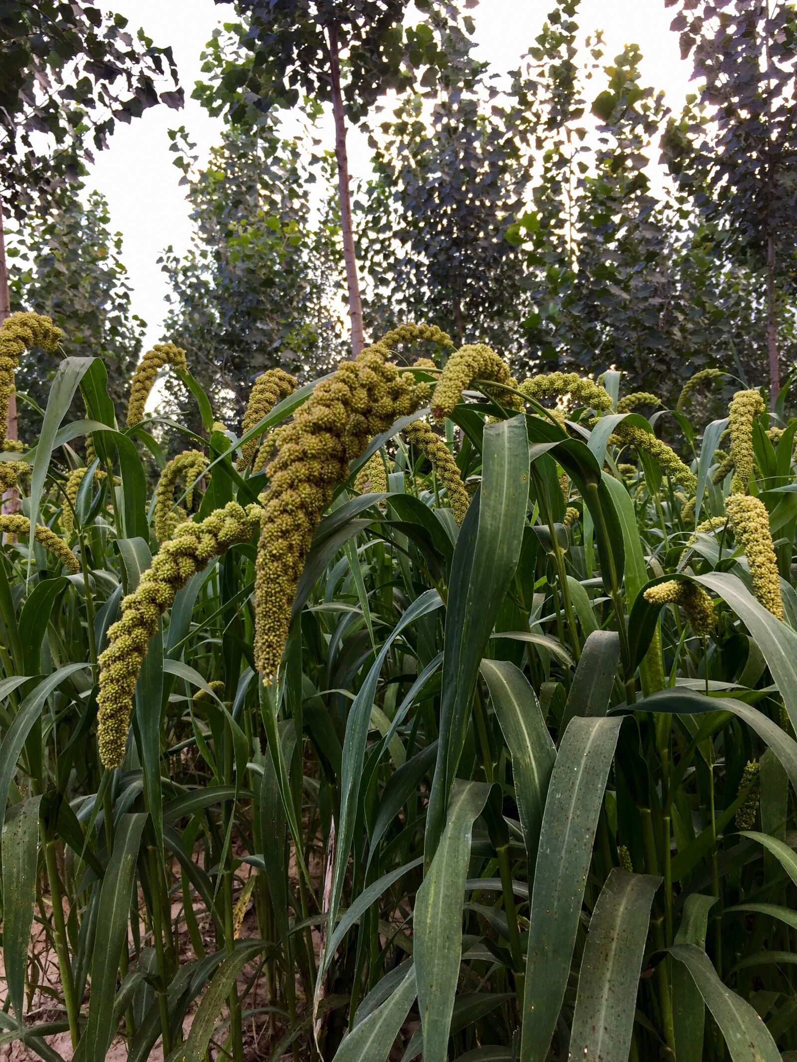 iPhone 6 back camera 4.15mm f/2.2 sample photo. Millet, xiaomi, crops photography