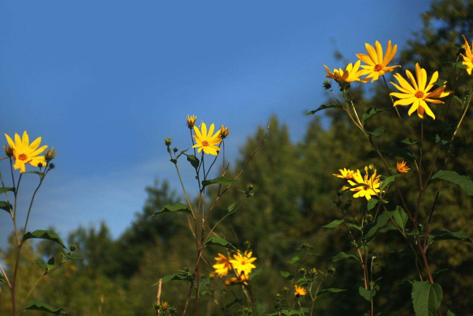 Sony Alpha DSLR-A200 sample photo. Flower, sunflower, yellow photography