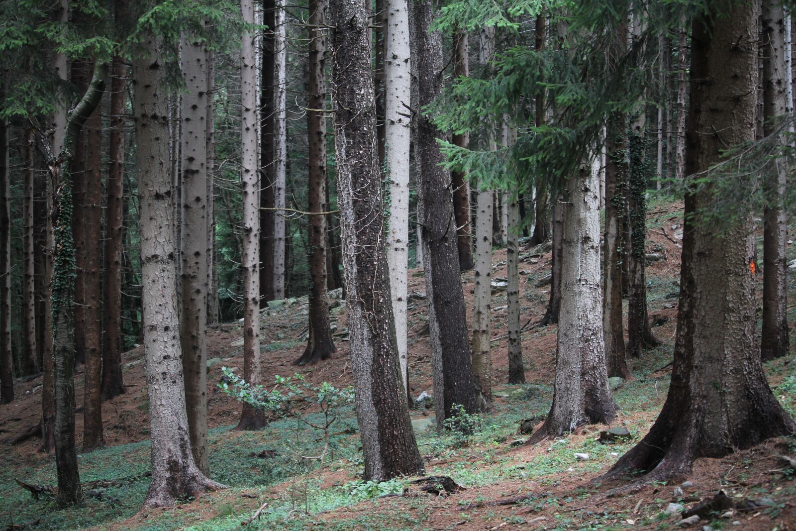 Canon EOS 60D sample photo. Forest, mountain, trees photography