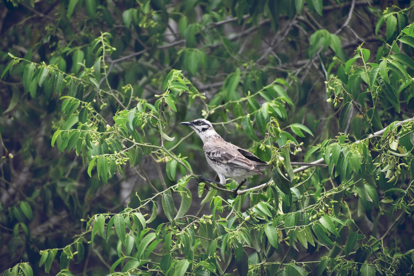 Nikon D5600 sample photo. Bird, forest, nature photography