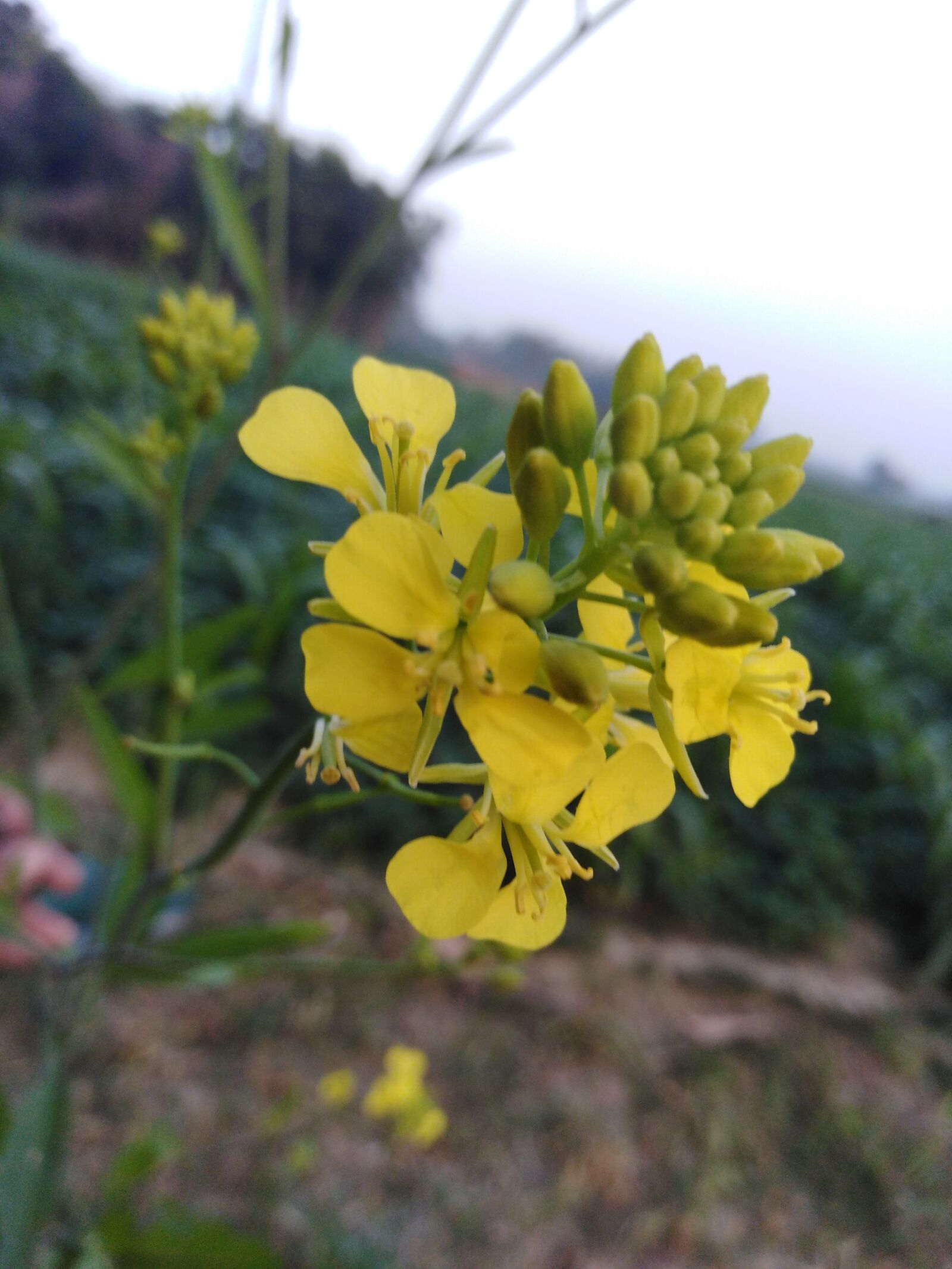 HUAWEI Y6 PRIME 2018 sample photo. Flower, nature, beauty photography
