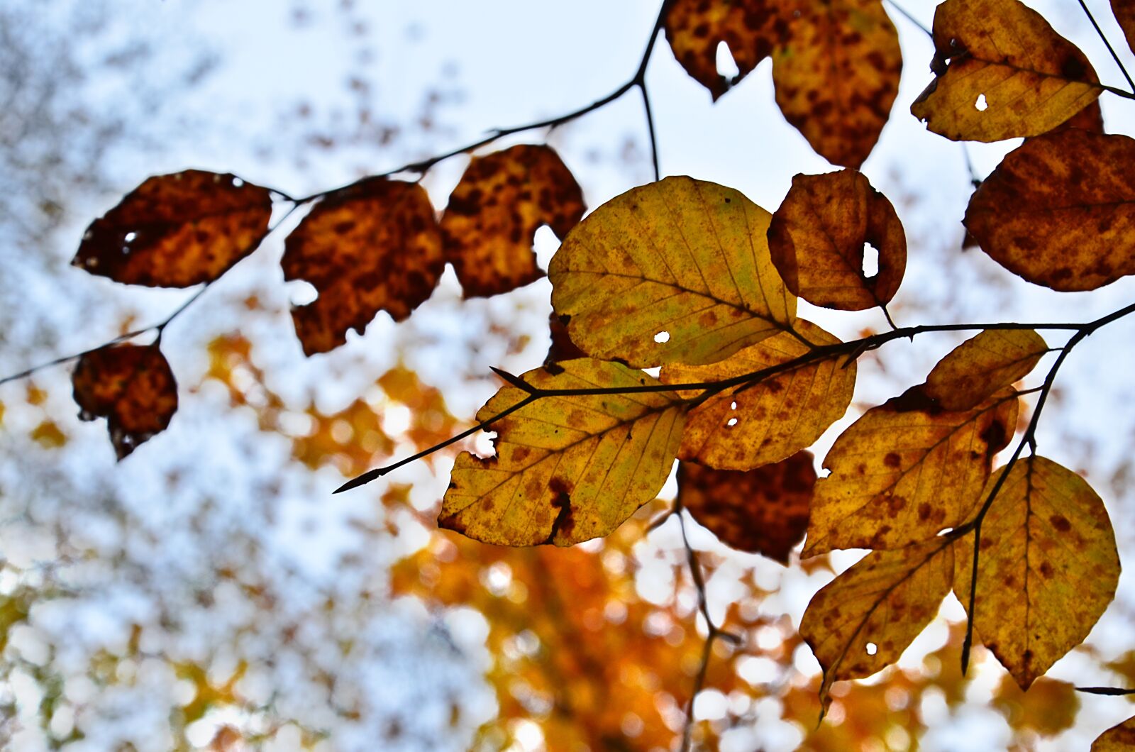 Nikon D5100 sample photo. Leaf, fall, nature photography
