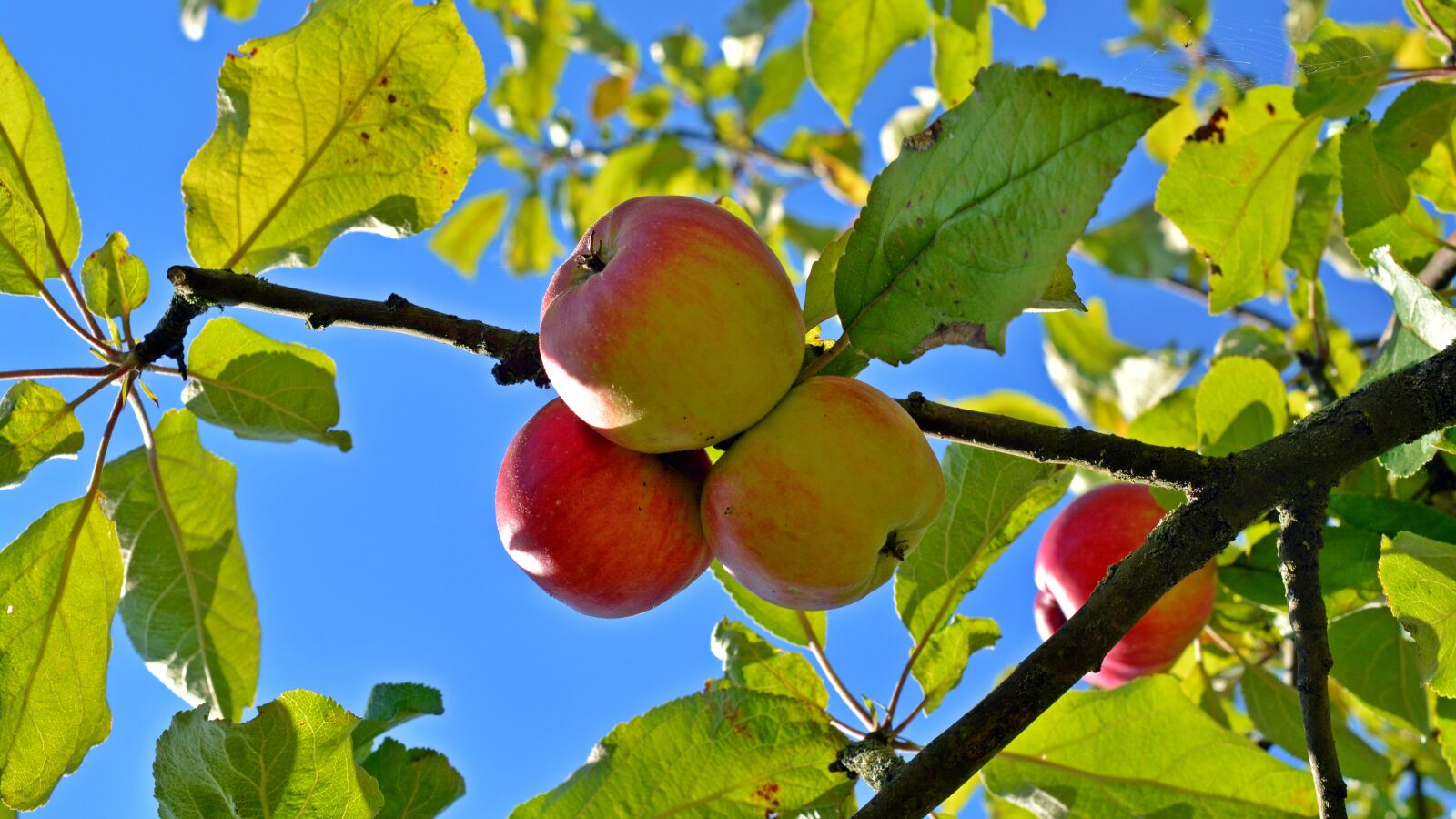 Nikon D5200 sample photo. Apple, fruit, boskop photography
