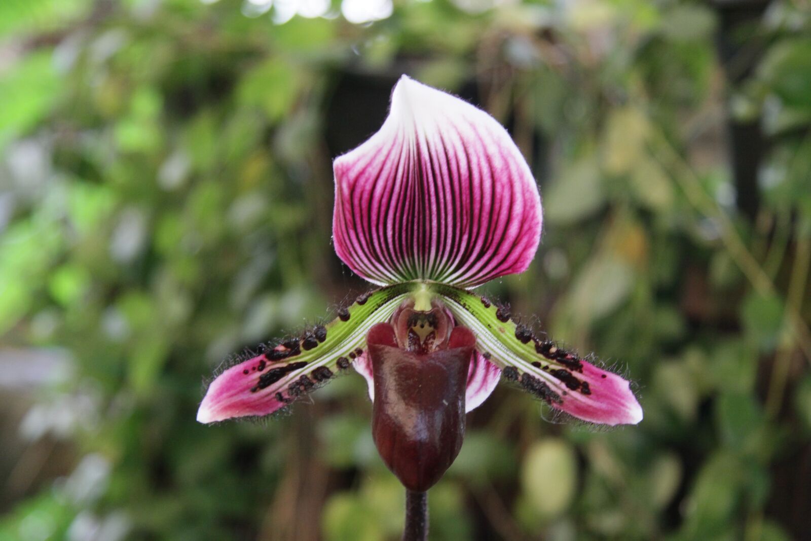 Canon EOS 50D sample photo. Nature, orchid, blossom photography