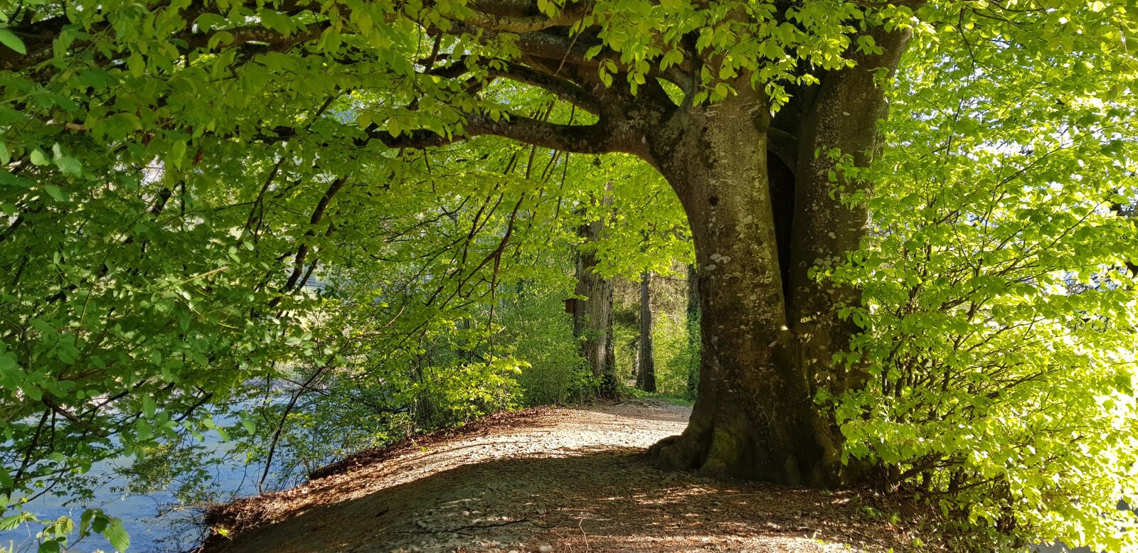 Samsung Galaxy S8 sample photo. Tree, river, away photography